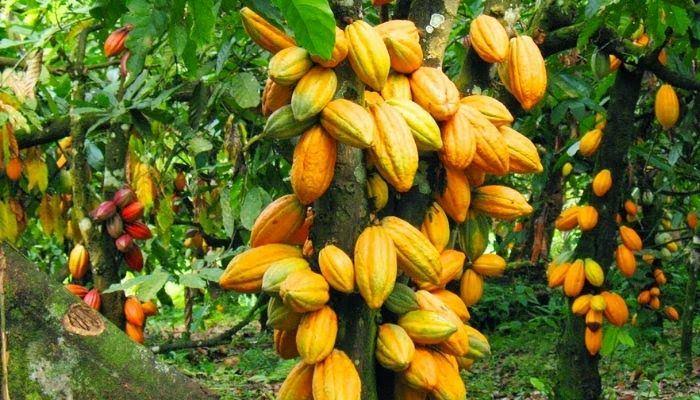 Investigate Use of Soldiers To Intimidate Cocoa Allottees In C/River - Group Charges Army