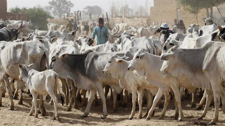 Herdsman escapes death as suspected gunmen kill 20 cows, injure others in Anambra