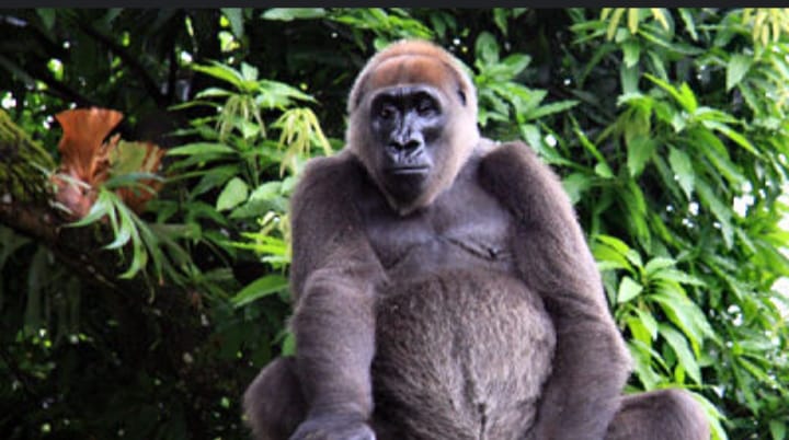 NCF, Wilder Institute donate equipment worth N8m to preserve Cross River’s endangered gorillas 