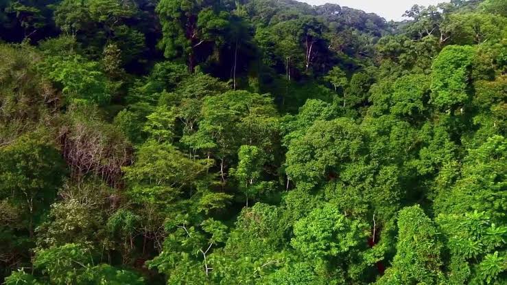 Only 4 per cent of Nigeria's forest cover is left - Nigerian Conservation Foundation