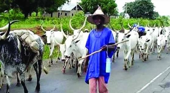 Ramadan: Miyetti Allah expresses fear of surviving amidst demolition of cattle markets in Abia, Enugu