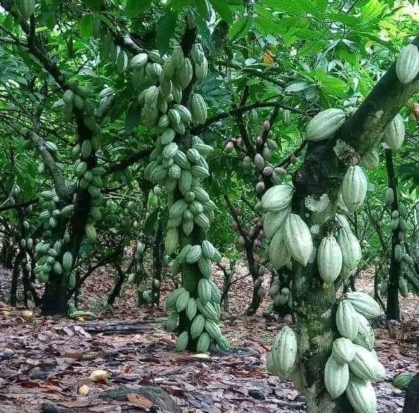 Investigation: Cocoa Allocation Committee Allegedly Hid Over 500 Hectares Of Cocoa Plots