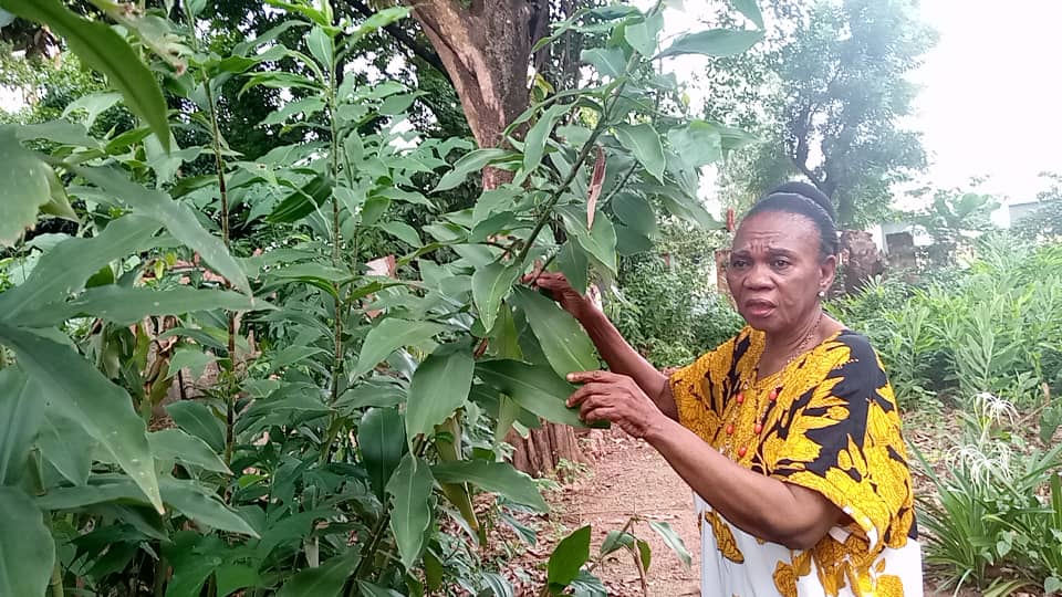 Anambra herbal specialist advocates for cultivation of tea, as world celebrates Tea Day