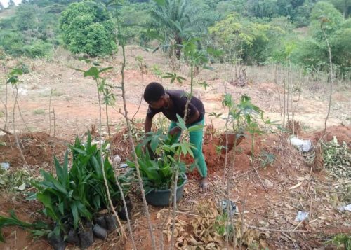 World Environment Day: Anambra Govt Launches House-To-House Tree Planting To Curb Erosion