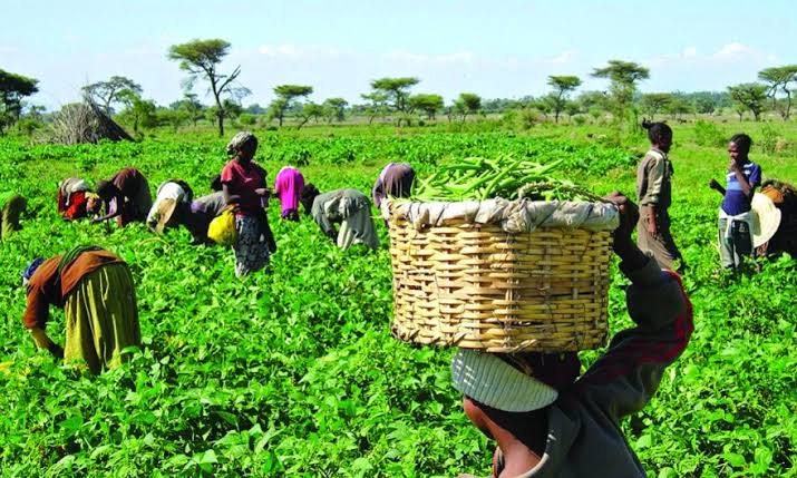 Anambra farmers lament escalation of economic hardship in Nigeria