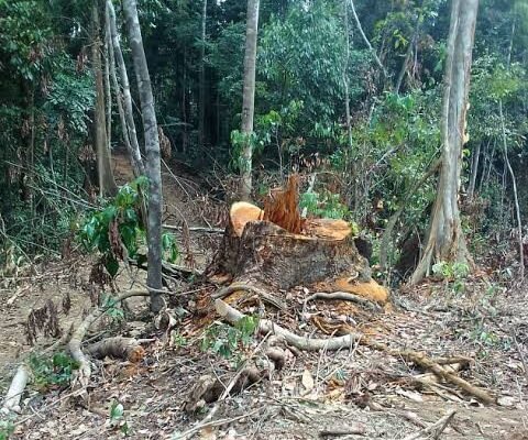 NESREA launches investigation into allegations of illegal logging in Cross River forest