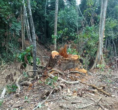 NESREA launches investigation into allegations of illegal logging in Cross River forest